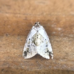 Maliattha synochitis