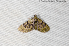 Chloroclystis conversa