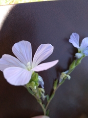 Linum lanuginosum