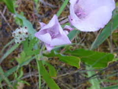 Calochortus umbellatus