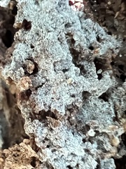 Botryobasidium conspersum