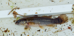 Umbra pygmaea
