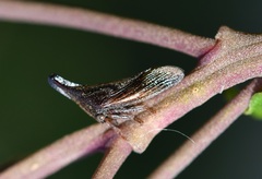 Aconophora compressa