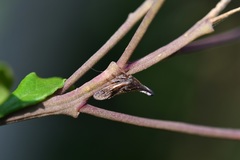 Aconophora compressa