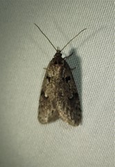 Semioscopis megamicrella
