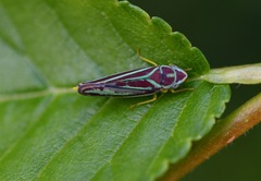 Graphocephala idonea