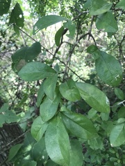 Malpighia emarginata