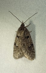Semioscopis megamicrella