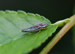Graphocephala idonea