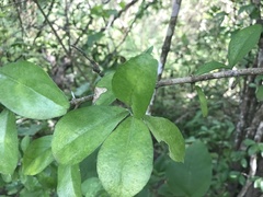 Malpighia emarginata