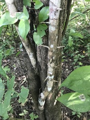 Malpighia emarginata