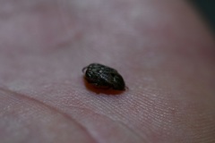 Hoplia squamifera