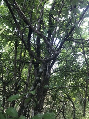Malpighia emarginata