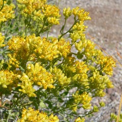 Amphipappus fremontii