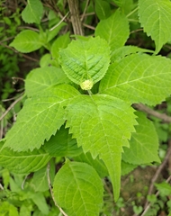 Hydrangea serrata