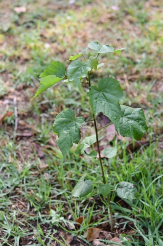 Robinsonella glabrifolia, photograph 3