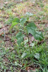 Robinsonella glabrifolia, photograph (c) Neptalí Ramírez Marcial, some rights reserved (CC BY)