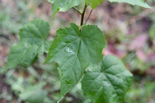 Robinsonella glabrifolia, photograph 4
