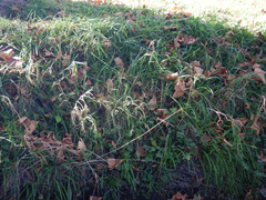 Hesperantha coccinea