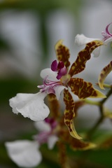 Oncidium leucochilum