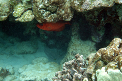 Heteropriacanthus carolinus