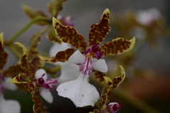 Oncidium leucochilum