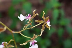 Oncidium leucochilum