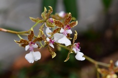 Oncidium leucochilum