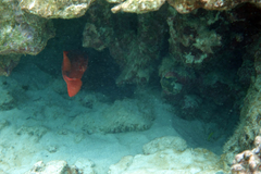 Heteropriacanthus carolinus