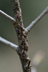 Platycotis tuberculata