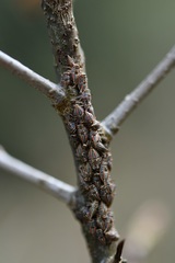 Platycotis tuberculata