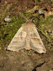 Eupsilia devia
