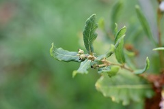 Quercus sebifera