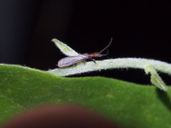 Oligotoma humbertiana