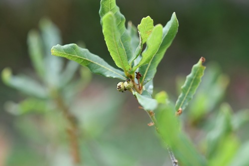 Quercus sebifera