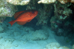Heteropriacanthus carolinus