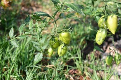 Solanum lycopersicum lycopersicum