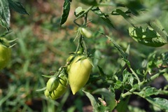 Solanum lycopersicum lycopersicum