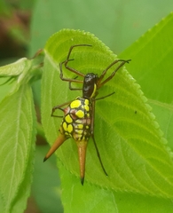 Micrathena brevipes