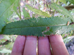 Stigmella ogygia