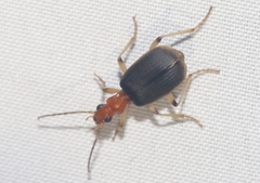 Brachinus adustipennis