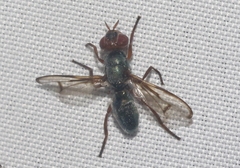 Senopterina caerulescens
