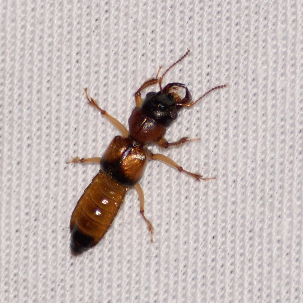 Bledius pallipennis