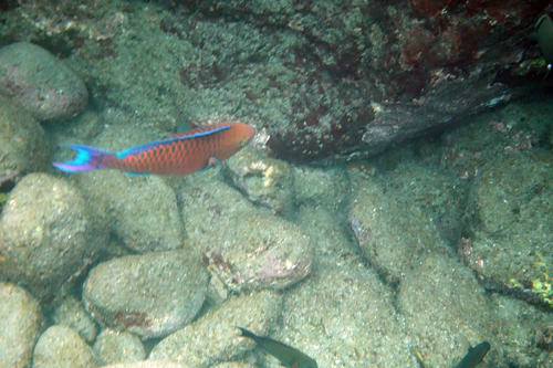 Scarus dubius observed 2018-03-17