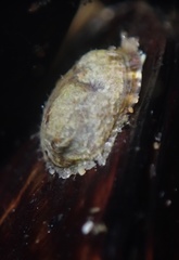 Crepipatella lingulata