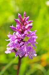 Dactylorhiza maculata