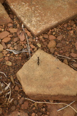 Ophthalmopone hottentota