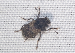 Piesocorynus mixtus