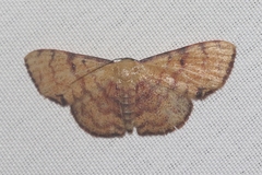 Semaeopus marginata