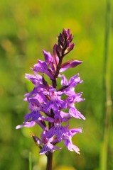 Dactylorhiza maculata